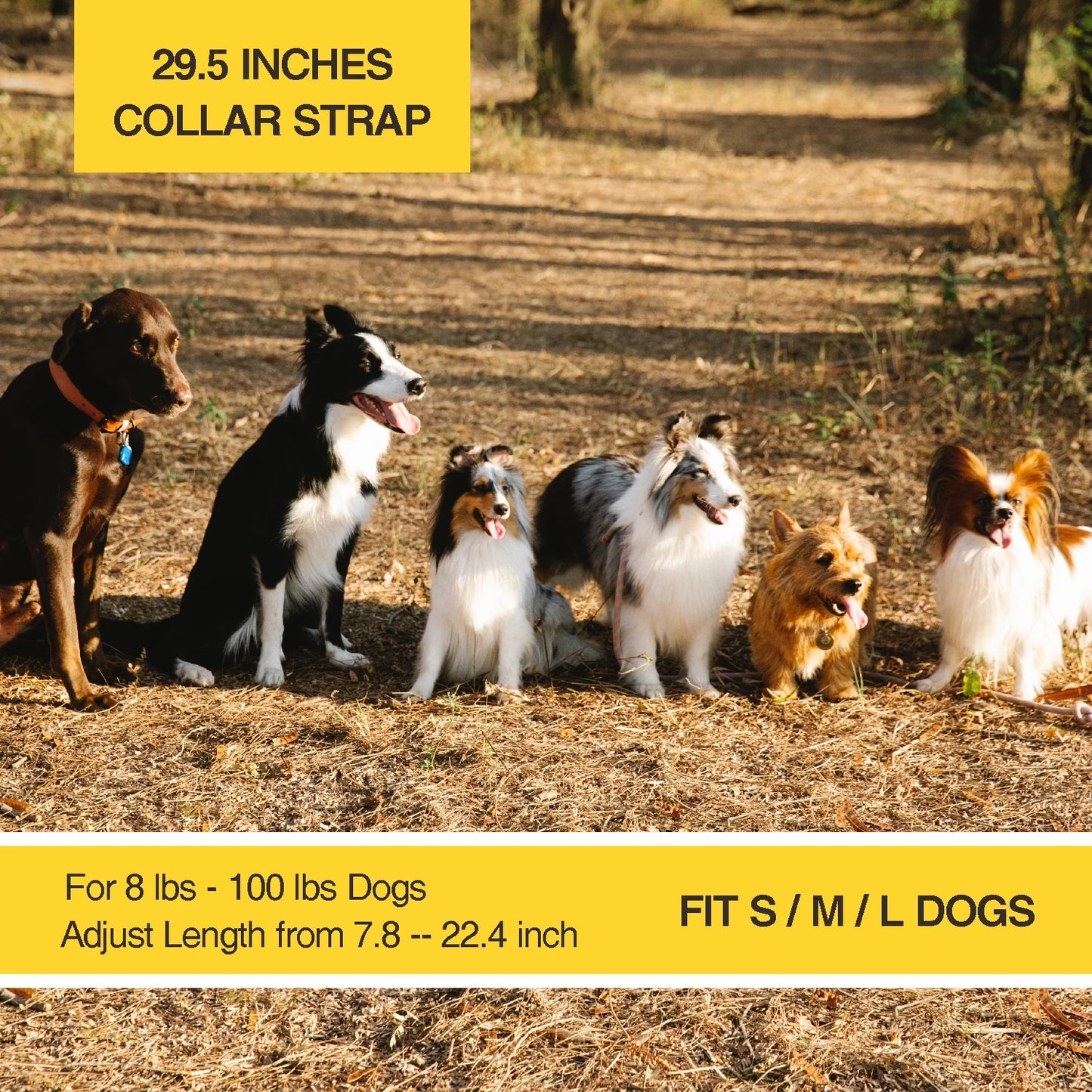 Small Dog Training Collar