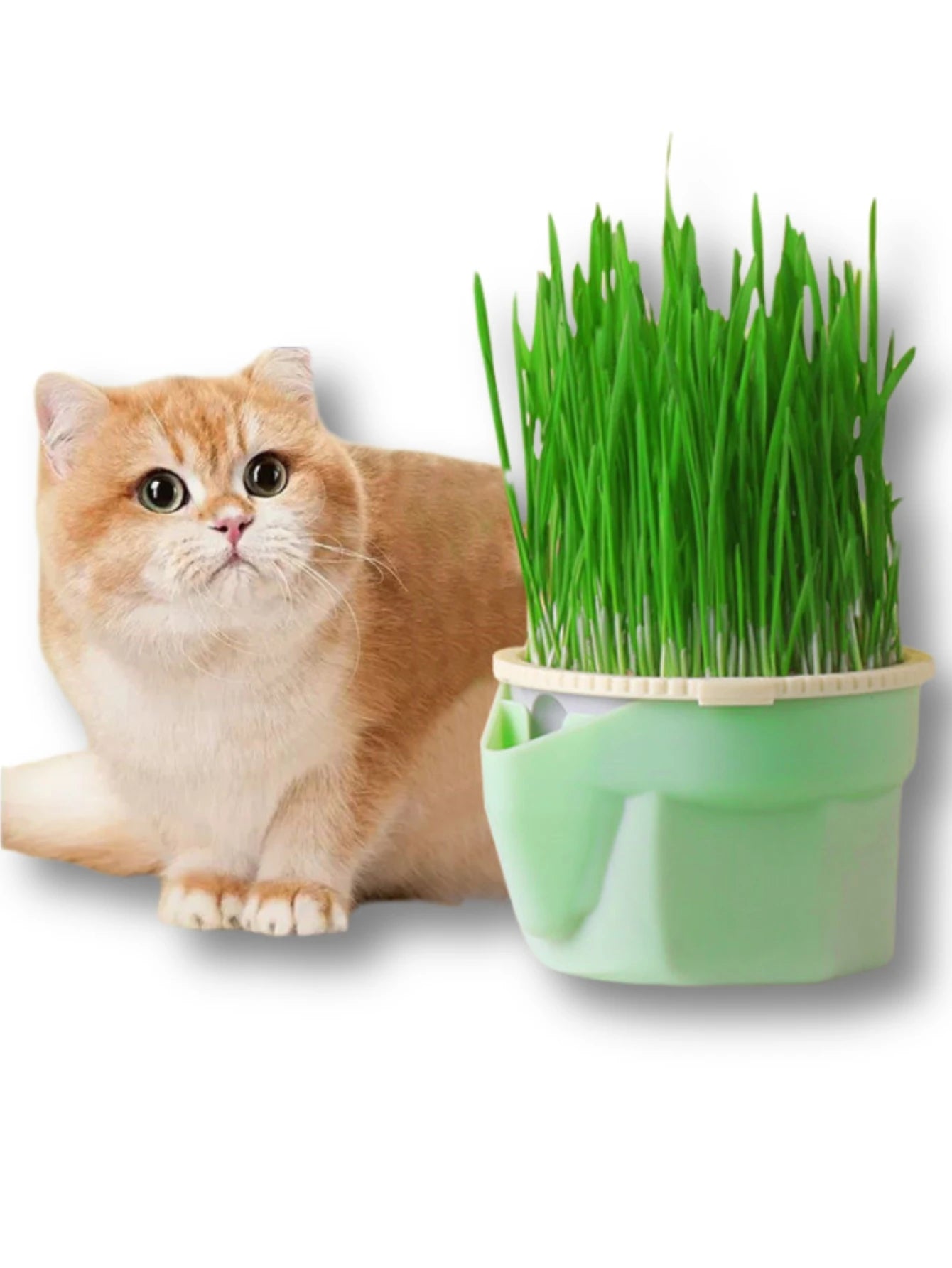 Soilless Cat Grass Cultivation Kit