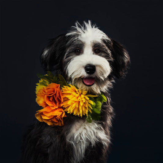 10 Essential Tips for New Pet Owners: A Guide to Welcoming Your Furry Friend