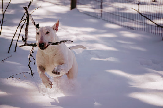 The Benefits of Regular Exercise for Your Furry Friend